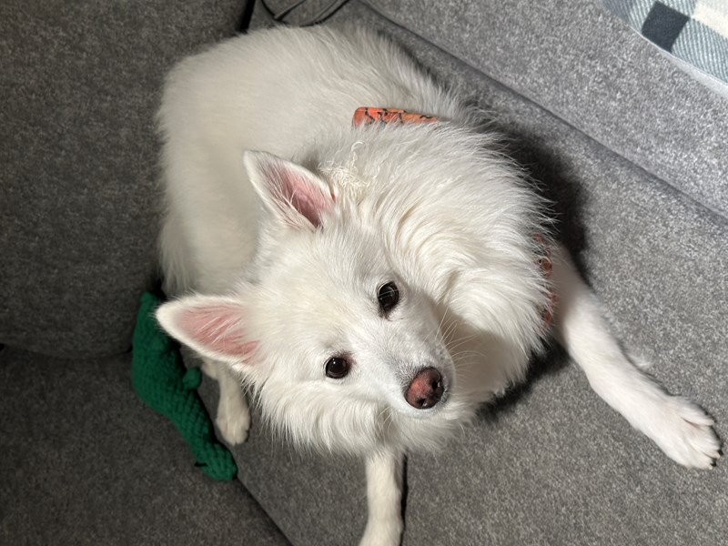 女人知己試用大隊,口碑行銷,部落客行銷,Goodmofamily歸毛家族 寵物肌膚救星組,歸毛家族 寵物肌膚救星,舒敏保濕洗毛乳,護膚噴液,精萃營養霜,博士30年生技專業,給足皮膚營養保護力,無抗生素 無類固醇,神經醯胺,19種綜合胺基酸,榮獲SNQ國家認證,上萬毛爸媽見證,3週幫助皮膚健康,NO.1寵物肌膚口碑霸主,寵物第一護膚領導品牌